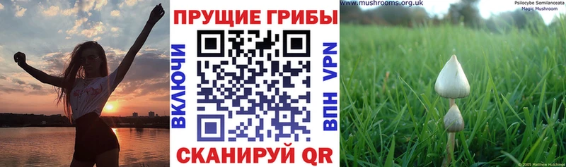 Псилоцибиновые грибы Magic Shrooms  купить закладку  Сусуман 